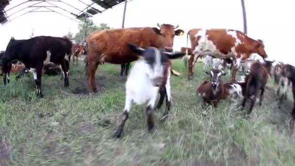 Cerrar Retrato Una Cabra Adorable Disfrutando Soleado Día Verano — Vídeo de stock