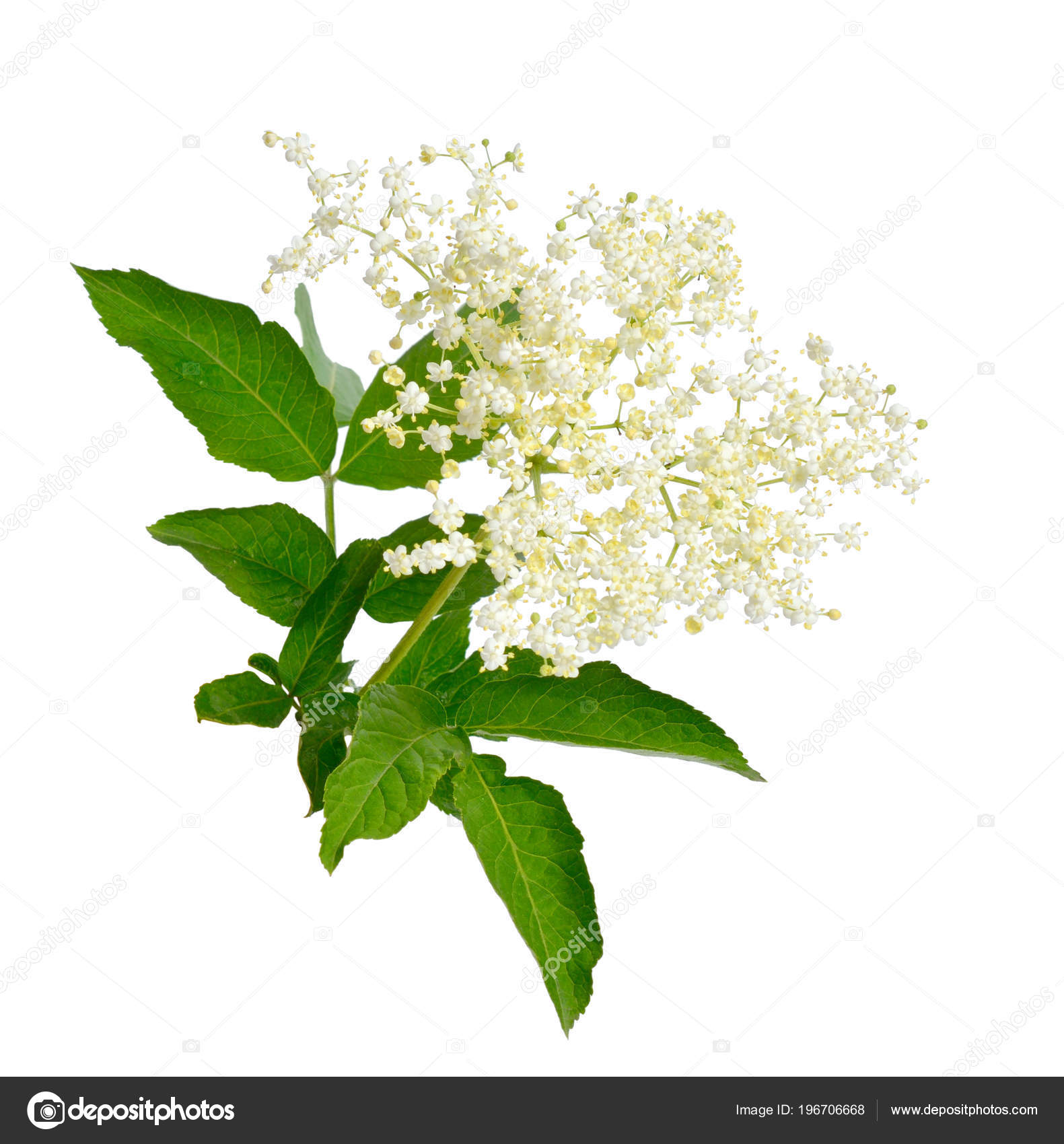Fleur Sureau Feuilles Isolés Sur Blanc Backgroun
