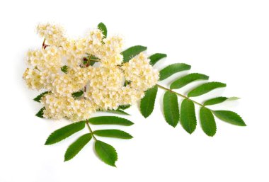 Beyaz arka plan üzerinde izole Sorbus aucuparia çiçekler.