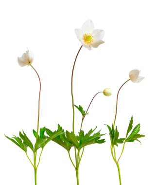 Anemon sylvestris, kardelen anemone. Beyaz izole.