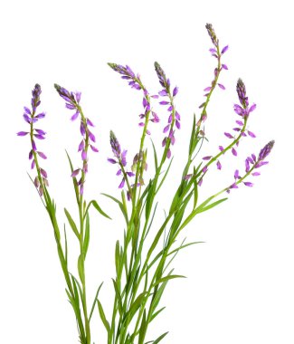 Polygala, milkworts veya snakeroots olarak bilinen. İzole.