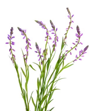 Polygala, commonly known as milkworts or snakeroots. Isolated. clipart
