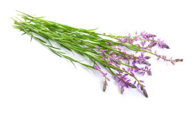 Polygala, milkworts veya snakeroots olarak bilinen. İzole.