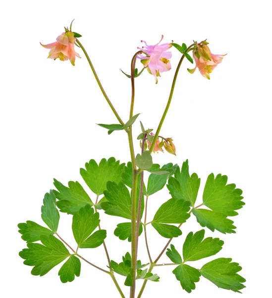 Aquilegia Vanlige Navn Mormors Bonne Eller Kolumbin Isolert Med Hvitt – stockfoto