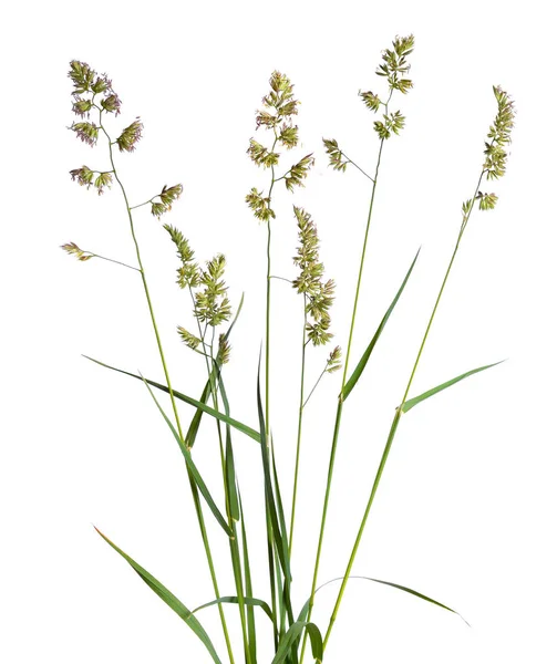 Dactylis glomerata, olarak da bilinen horoz 's-yürüyerek, meyve bahçesi çimen ya da kedi otu. İzole.