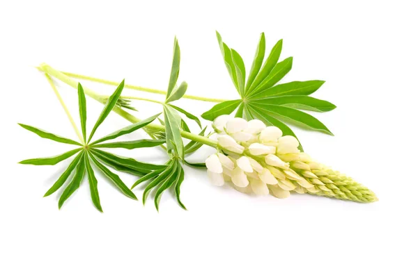 White Lupinus Commonly Known Lupin Lupine Isolated — Stock Photo, Image