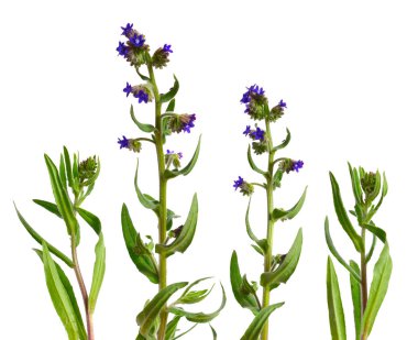 Sığırdili officinalis, sık sık bugloss veya alkanet olarak bilinir. Beyaz arka plan üzerinde izole.