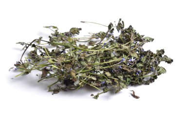 Şifalı otlar hammadde beyaz izole kurumuş. Glechoma hederacea. Yaygın olarak bilinen yere-Ivy, solungaç-over--zemin, creeping charlie, alehoof, tunhoof, catsfoot, alan merhem, koşmak away robin, creeping jenny