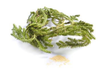 Dried medicinal herbs raw materials isolated on white. Plant with powder of Lycopodium clavatum, club moss, stag's-horn clubmoss, running clubmoss or ground pine clipart