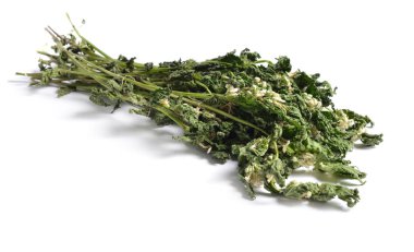 Şifalı otlar hammadde beyaz izole kurumuş. Kırmızı ölü-ısırgan, mor ölü-ısırgan, kırmızı henbit, mor archangel veya velikdenche olarak bilinen Lamium purpureum.