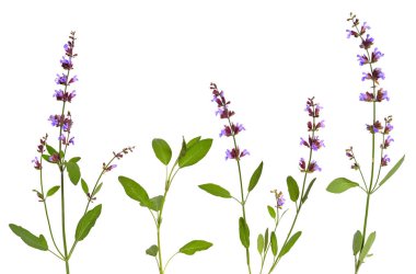 Beyaz arka plan üzerinde izole salvia officinalis bitki (adaçayı, ayrıca denilen Bahçe adaçayı, Ortak Adaçayı veya mutfak adaçayı).