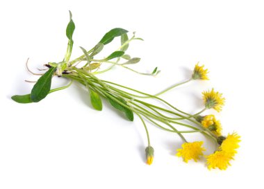 Hieracium pilosella (Pilosella officinarum), fare-kulak Farekulağı bilinir. Beyaz arka plan üzerinde izole.