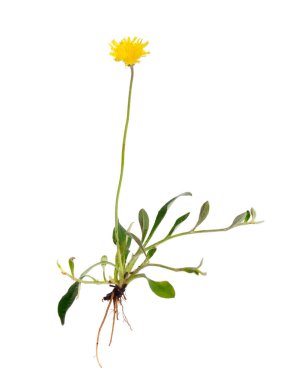 Hieracium pilosella (Pilosella officinarum), fare-kulak Farekulağı bilinir. Beyaz arka plan üzerinde izole.