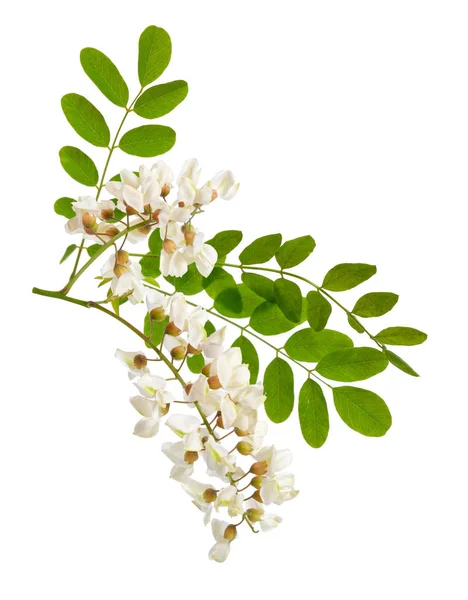 Květiny Trnovník Akát Nebo Trnovník Akát Izolované Bílém Pozadí — Stock fotografie