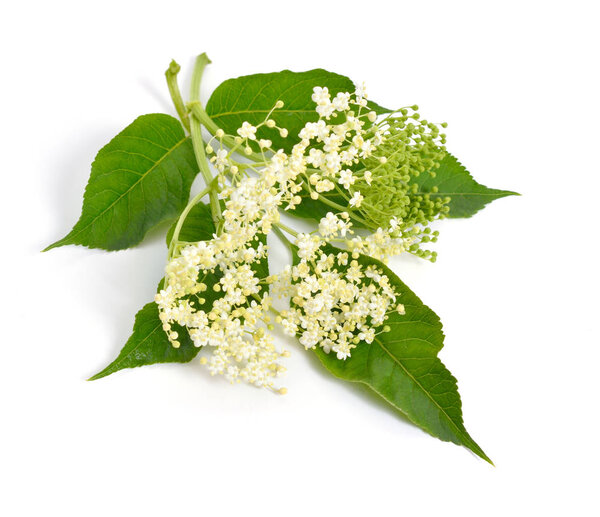 Elderberry flower and leaves isolated on white backgroun.