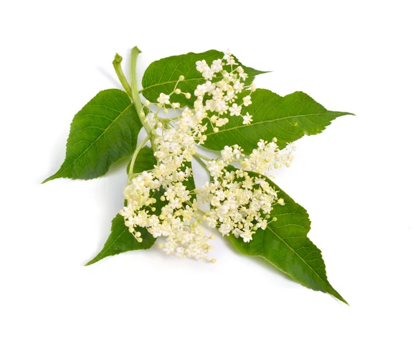 Flor Saúco Hojas Aisladas Sobre Fondo Blanco — Foto de Stock