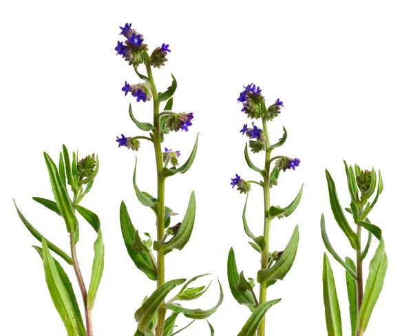 Anchusa Officinalis Vulgarmente Conhecido Como Bugloss Comum Alkanet Isolado Sobre — Fotografia de Stock