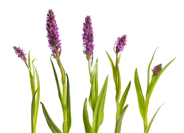 Dactylorhiza Majalis Westerse Marsh Orchidee Andijvie Orchis Fan Orchidee Gemeenschappelijke — Stockfoto