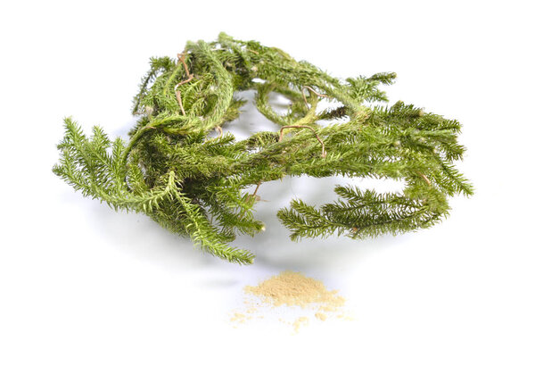 Dried medicinal herbs raw materials isolated on white. Plant with powder of Lycopodium clavatum, club moss, stag's-horn clubmoss, running clubmoss or ground pine