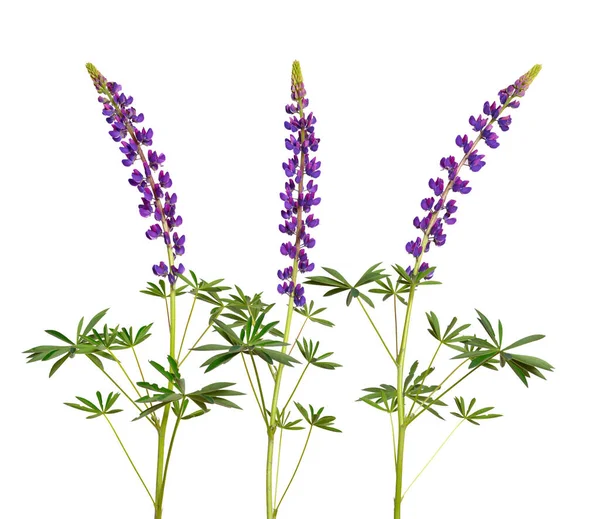 Purple Lupinus Commonly Known Lupin Lupine Isolated — Stock Photo, Image