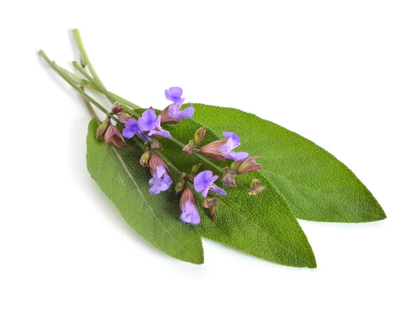 Salvia Officinalis Gartensalbei Oder Kochsalbei Isoliert Auf Weiß — Stockfoto