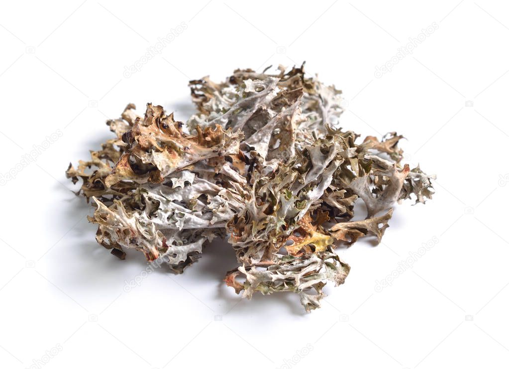 Dried medicinal herbs raw materials isolated on white. Iceland moss.