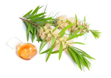 Melaleuca çay ağacı esansiyel yağ dal ile. Beyaz izole 