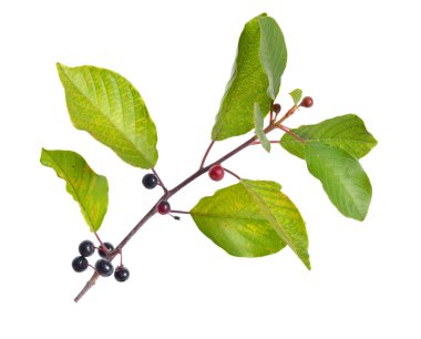 Frangula alnus, Kızılağaç cehri, parlak bu bilinen
