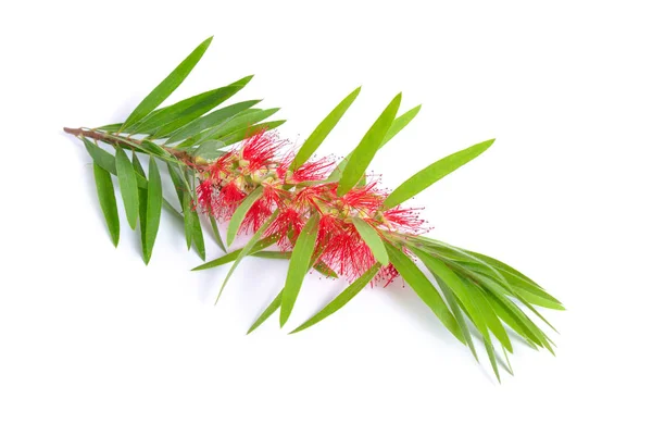Melaleuca tea tree kvist med blommor. Isolerad på vita bakgr — Stockfoto
