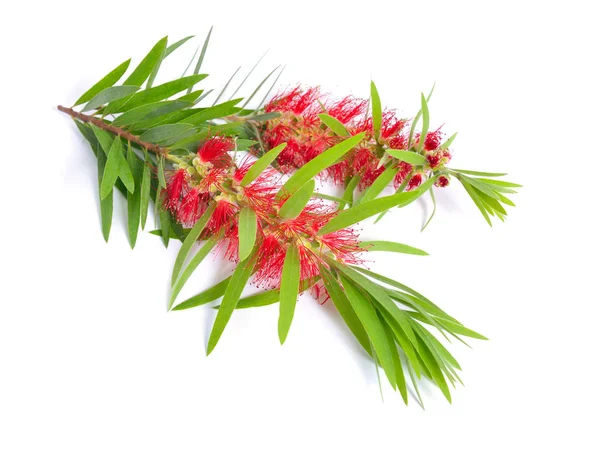 Brindille d'arbre à thé Melaleuca avec des fleurs. Isolé sur fond blanc — Photo