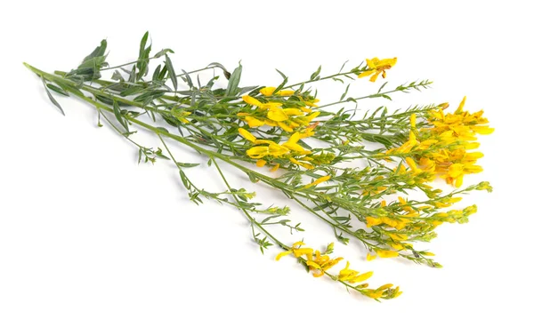 Genista tinctoria, dyer s greenweed or dyers broom. Isolated on — Stock Photo, Image