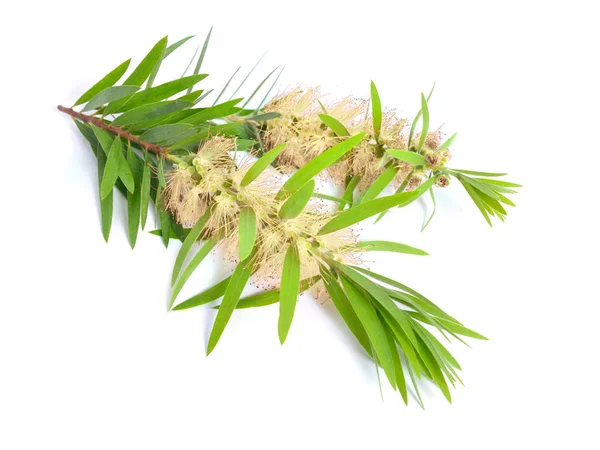 Melaleuca tea tree kvist med blommor. Isolerad på vita bakgr — Stockfoto