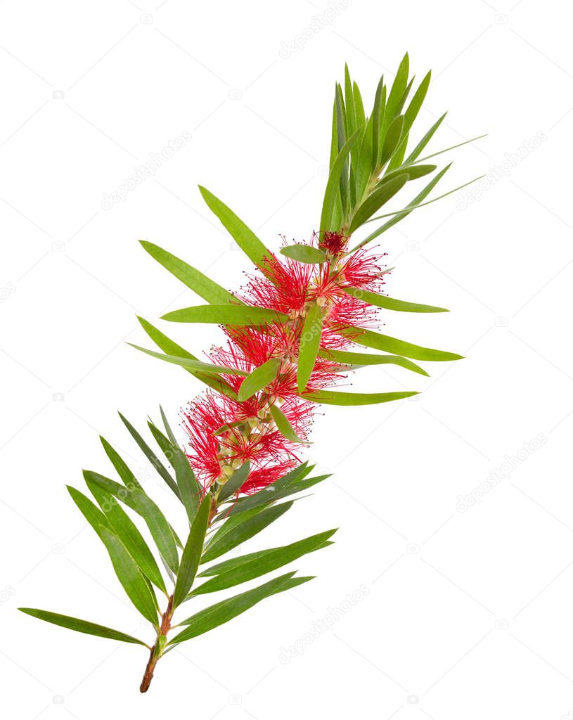 Melaleuca tea tree twig with flowers. Isolated on white backgr