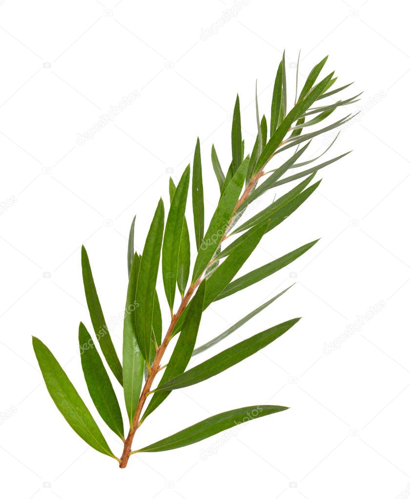 Melaleuca tea tree twig. Isolated on white background