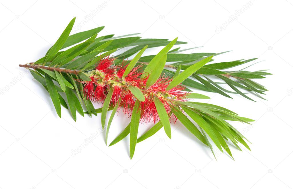Melaleuca tea tree twig with flowers. Isolated on white backgr