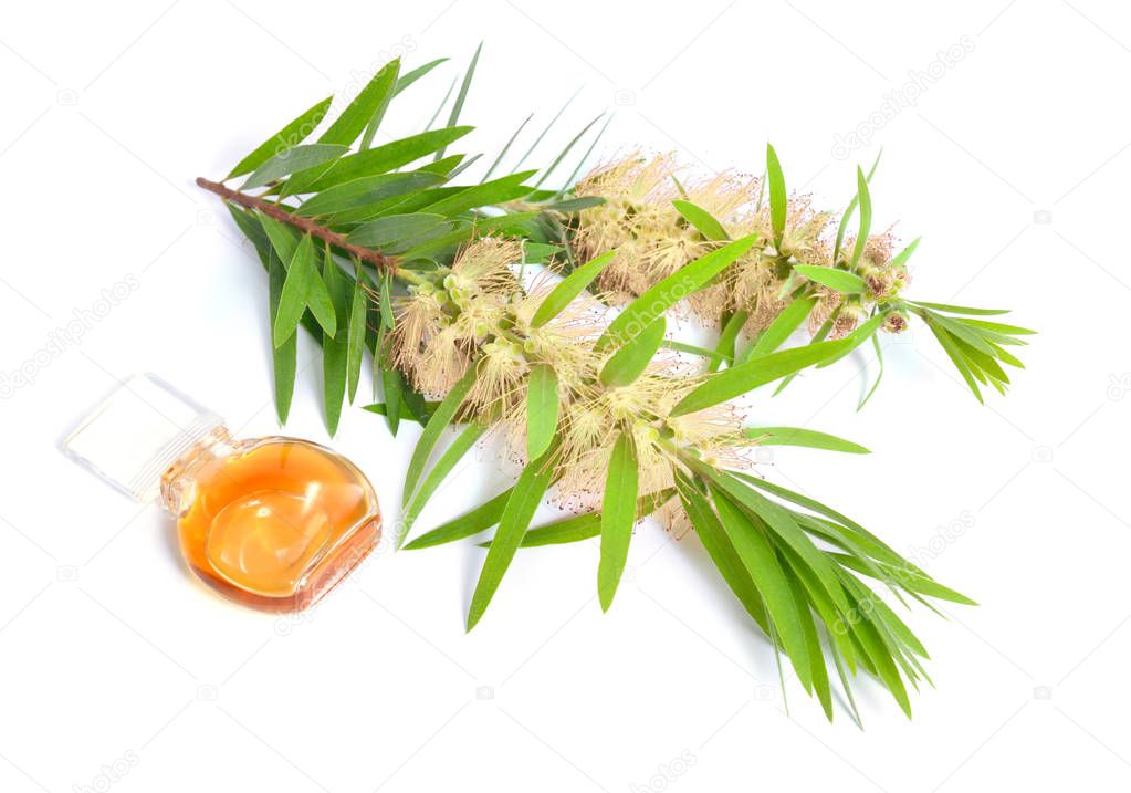 Melaleuca tea tree essential oil with twig. Isolated on white 