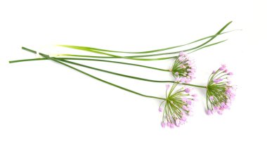 Beyaz arka plan üzerinde izole vahşi çayır soğan çiçekler