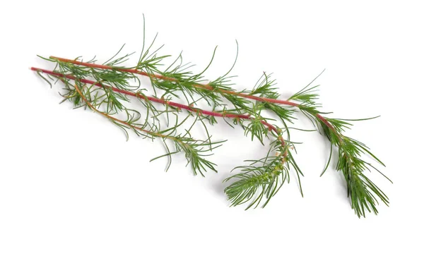 Ramitas de Kochia prostrata. Aislado sobre fondo blanco —  Fotos de Stock