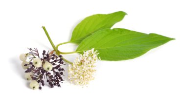 Cornus alba ya da kırmızı-havladı, beyaz veya Sibirya kızılcık. Beyaz izole.