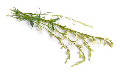Silene nutans, en Nottingham catchfly bilinen. İzole.