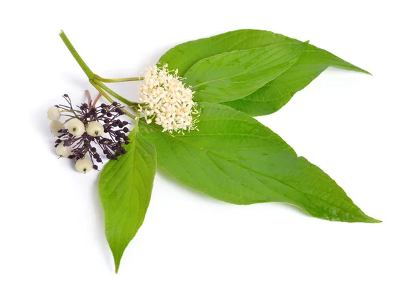 Cornus Alba Corniolo Rosso Bianco Siberiano Isolato Bianco — Foto Stock