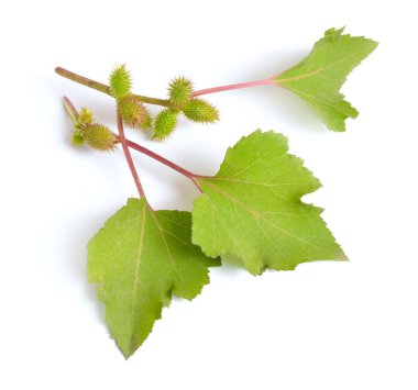Xanthium veya Pıtrak. Beyaz arka plan üzerinde izole.