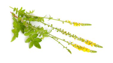 Agrimonia eupatoria, agrimony, church steeples or sticklewort. Isolated on white background. clipart