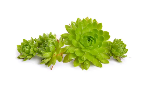 Sempervivum または Houseleeks 他の通称には 生きが含まれます 白で隔離 — ストック写真