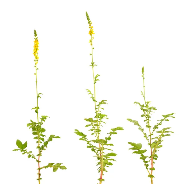 Agrimonia Eupatoria Agrimonie Kerktorens Sticklewort Geïsoleerd Witte Achtergrond — Stockfoto