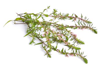 Beyaz arka plan üzerinde izole kırmızı Bartsia veya Odontites vulgaris.