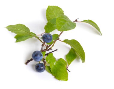 Prunus spinosa karaçalı ya da yaban eriği. Meyve ile izole dal.