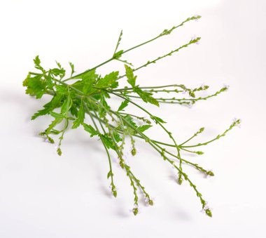 Verbena officinalis, ortak Mine çiçeği veya ortak verbena. Beyaz arka plan üzerinde.