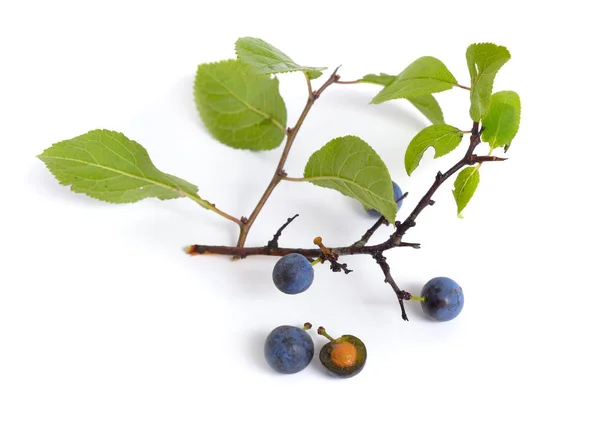 Prunus Spinosa Biancospino Prugna Ramoscello Isolato Con Frutta — Foto Stock