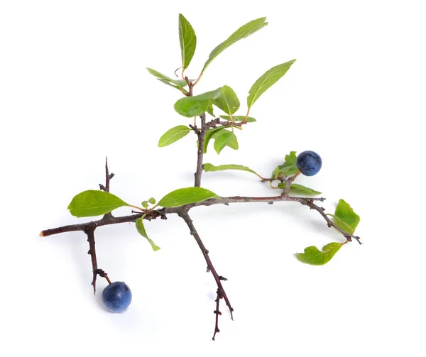 Prunus Spinosa Biancospino Prugna Ramoscello Isolato Con Frutta — Foto Stock